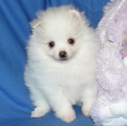 adorable pomarenian puppies for sale
